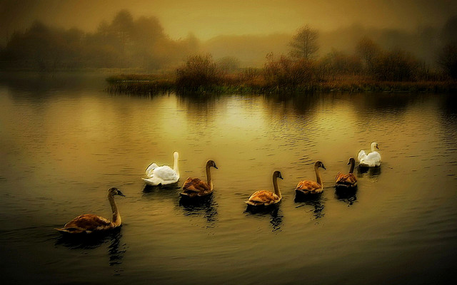 Swans swimming lake sunset dawn free wallpaper for desktop - medium preview image