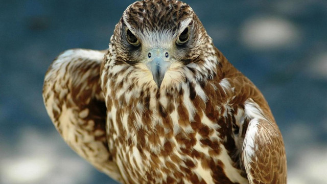 Bird of prey hand puzzle free wallpaper for desktop - medium preview image