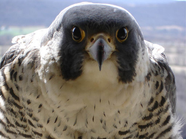 Bird of prey mountain blurry free wallpaper for desktop - medium preview image