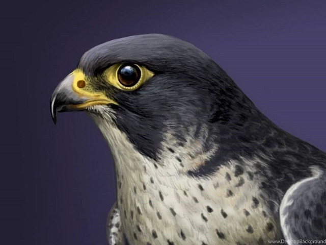 Bird yellow eye black wings free wallpaper for desktop - medium preview image