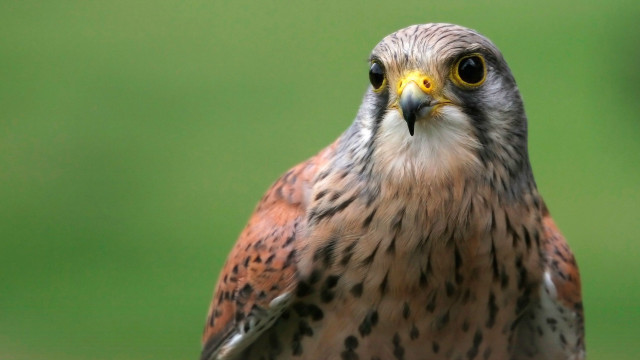 Bird of prey close up #5 free wallpaper for desktop - medium preview image