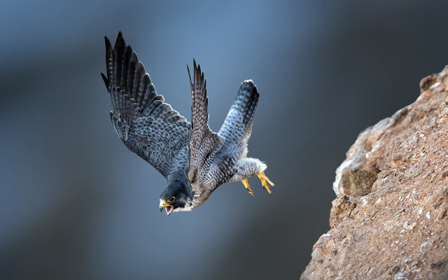Owl flying over rock wall free wallpaper for desktop - medium preview image