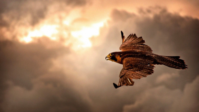 Bird flying cloudy sky sun free wallpaper for desktop - medium preview image