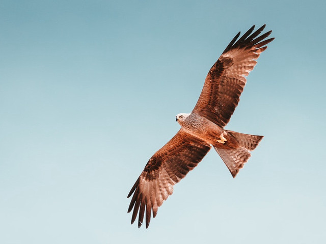 Large bird flying blue sky #6 free wallpaper for desktop - medium preview image