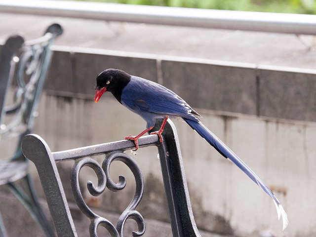 Bird metal bench wall red free wallpaper for desktop - medium preview image