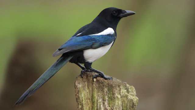 Black blue bird tree stump free wallpaper for desktop - medium preview image