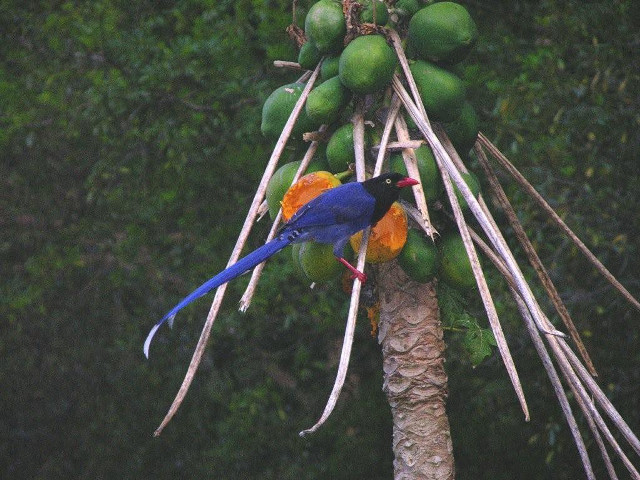 Blue bird tree fruit branch free wallpaper for desktop - medium preview image