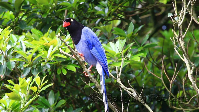 Blue bird branch leaves vivid free wallpaper for desktop - medium preview image