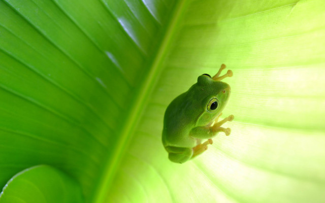 Frog green leaf curious look free wallpaper for desktop - medium preview image