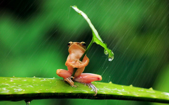 Frog sitting leaf rain head free wallpaper for desktop - medium preview image