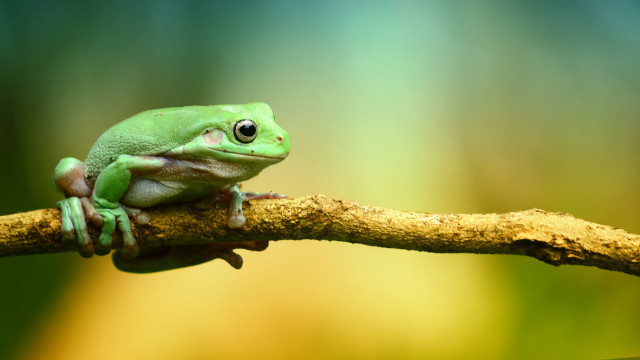 Green frog sitting branch blurry free wallpaper for desktop - medium preview image
