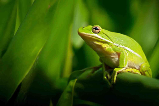 Green frog sitting plant leaves free wallpaper for desktop - medium preview image