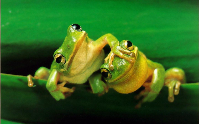 Two green frogs leaf water #2 free wallpaper for desktop - medium preview image