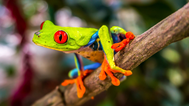 Red eyed frog sitting branch free wallpaper for desktop - medium preview image