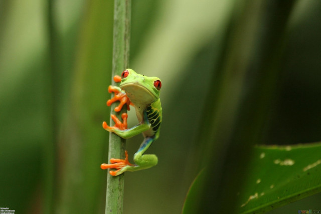 Frog plant stem closed eyes free wallpaper for desktop - medium preview image