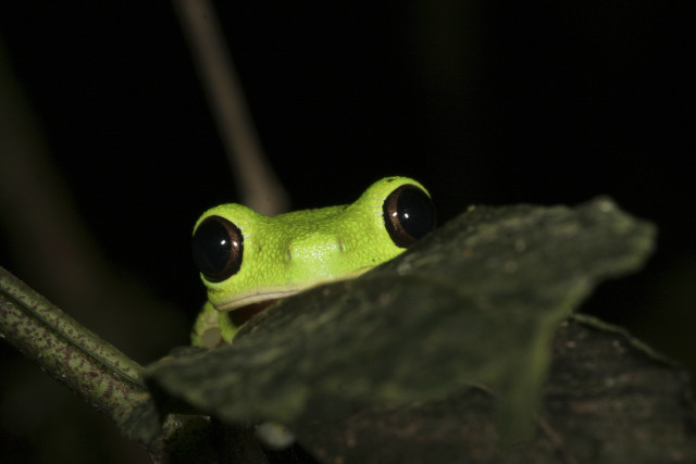 Green frog black eyes sitting free wallpaper for desktop - medium preview image