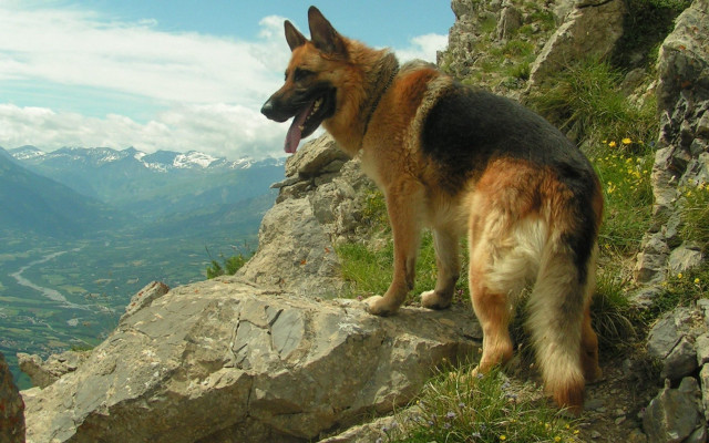 German shepherd rocky cliff mountains free wallpaper for desktop - medium preview image