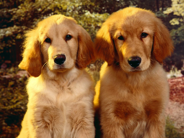 Two dogs sitting trees bushes free wallpaper for desktop - medium preview image