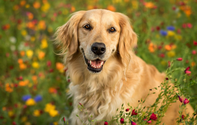 Dog flower field wide open free wallpaper for desktop - medium preview image