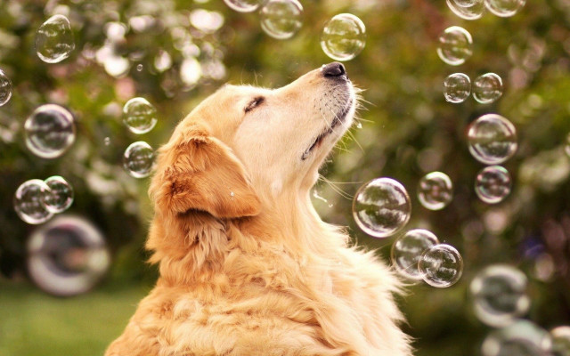 Dog blowing bubbles outside grass free wallpaper for desktop - medium preview image