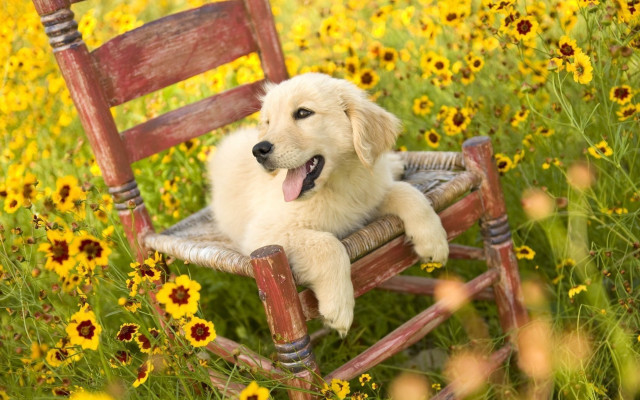 Dog chair field flowers tongue free wallpaper for desktop - medium preview image