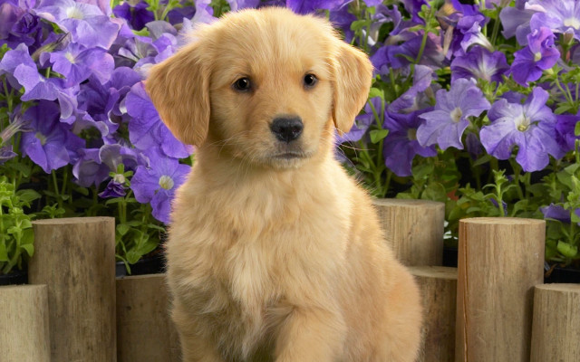 Puppy purple flowers garden wooden free wallpaper for desktop - medium preview image
