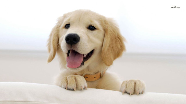 Dog sitting on pillow smiling free wallpaper for desktop - medium preview image