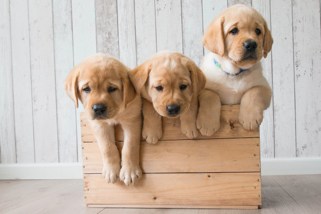 Three puppies wooden crate white free wallpaper for desktop - medium preview image