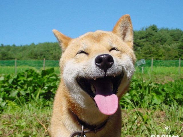 Dog tongue out eyes closed free wallpaper for desktop - medium preview image