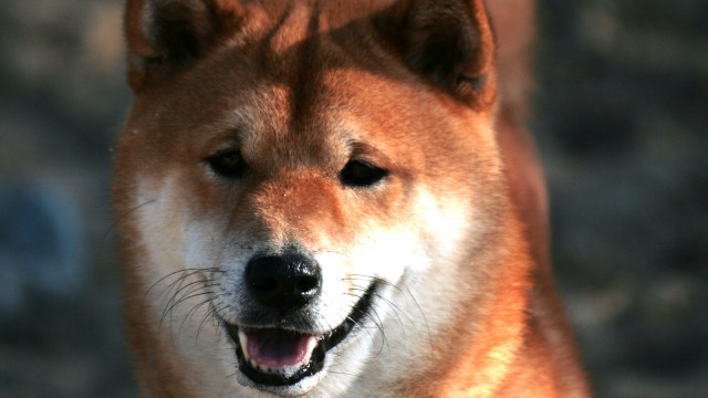 Close up dog smile happy free wallpaper for desktop - medium preview image