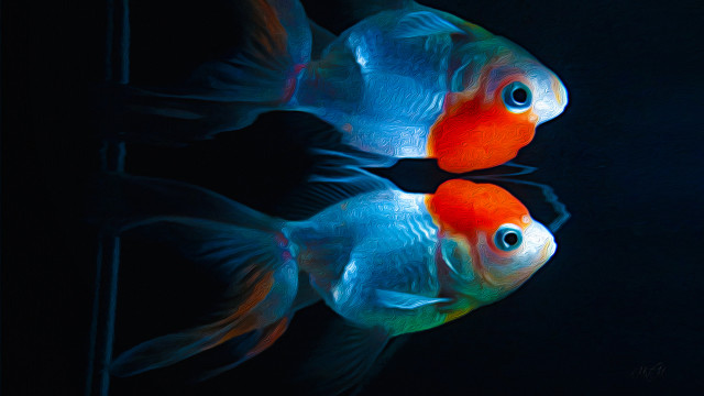 Two fish swimming dark room free wallpaper for desktop - medium preview image