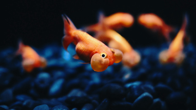 Goldfish swimming blue aquarium rocks free wallpaper for desktop - medium preview image