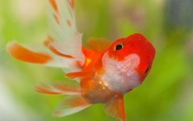 Goldfish white orange feathers swimming free wallpaper for desktop - medium preview image
