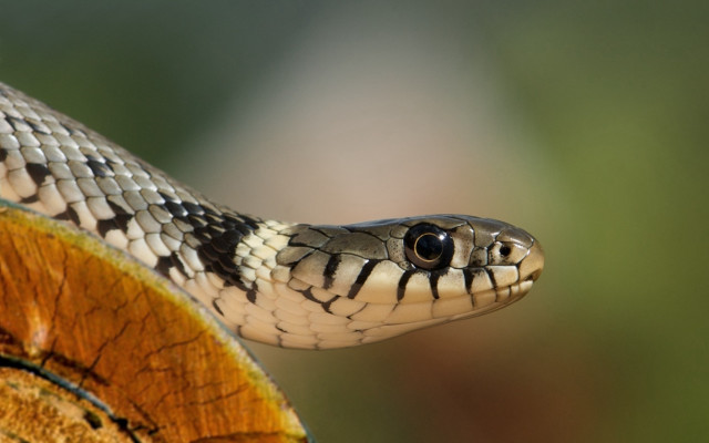 Snake closeup wooden surface blurry free wallpaper for desktop - medium preview image