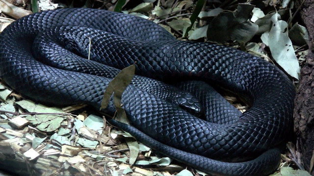 Black cobra snake curled forest free wallpaper for desktop - medium preview image