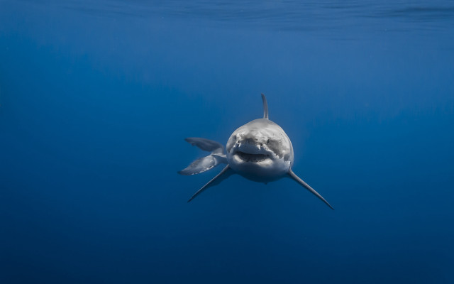 White shark open mouth ocean free wallpaper for desktop - medium preview image