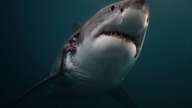 Shark man camera water back free wallpaper for desktop - medium preview image