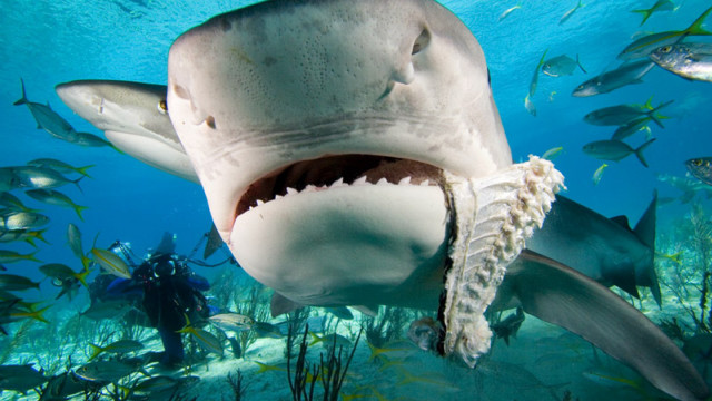 Shark open mouth diver fish free wallpaper for desktop - medium preview image