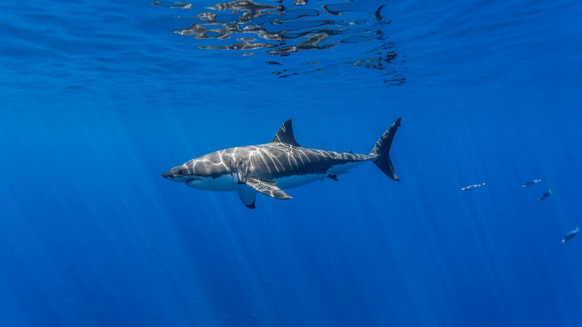 Great white shark ocean camera free wallpaper for desktop - medium preview image