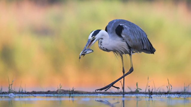 Bird fish mouth water grass free wallpaper for desktop - medium preview image