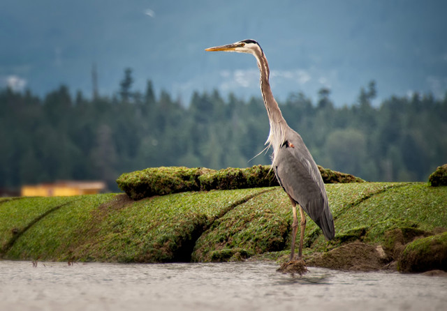 Bird standing rock water long free wallpaper for desktop - medium preview image