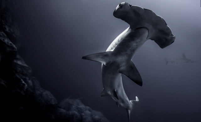 Shark swimming ocean background foreground free wallpaper for desktop - medium preview image
