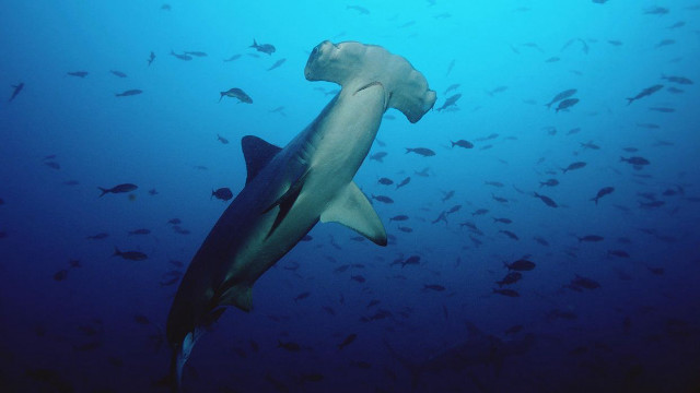 Large shark ocean fish around #2 free wallpaper for desktop - medium preview image