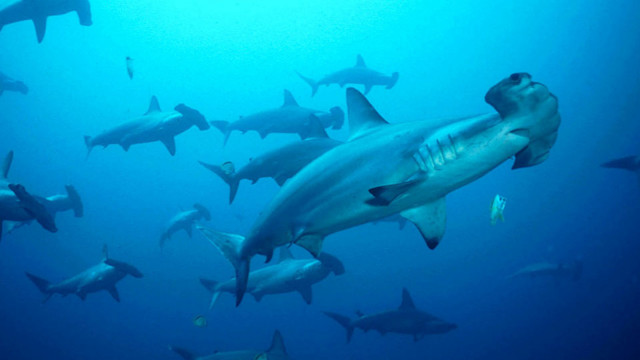 Sharks group diver ocean blue free wallpaper for desktop - medium preview image