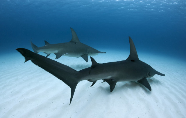 Two sharks swimming ocean blue free wallpaper for desktop - medium preview image