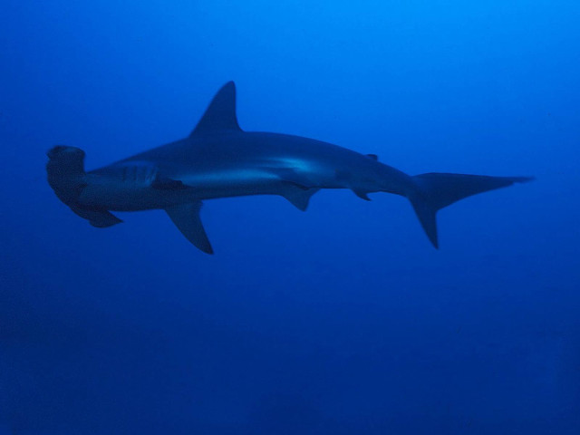 Shark swimming ocean scuba helmet free wallpaper for desktop - medium preview image