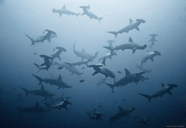 Sharks swimming ocean group together #2 free wallpaper for desktop - medium preview image