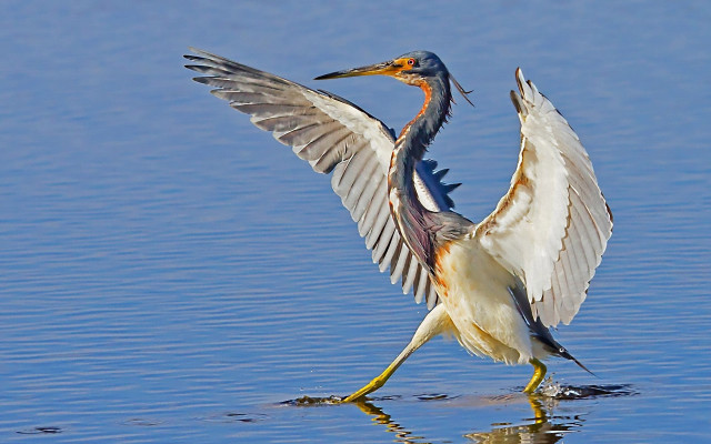 Bird wings spread water reflection free wallpaper for desktop - medium preview image