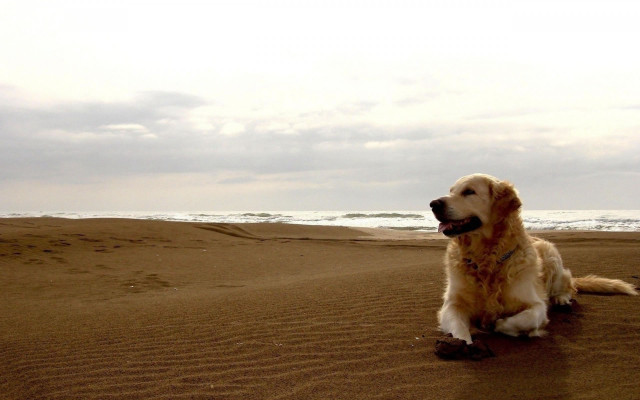 Dog beach ocean waves sitting free wallpaper for desktop - medium preview image