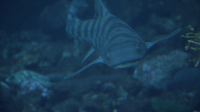 Fish swimming water rocks plants #8 free wallpaper for desktop - medium preview image